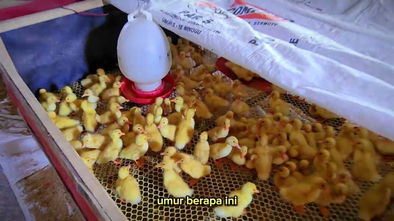 Kemitraan Bebek Ragil