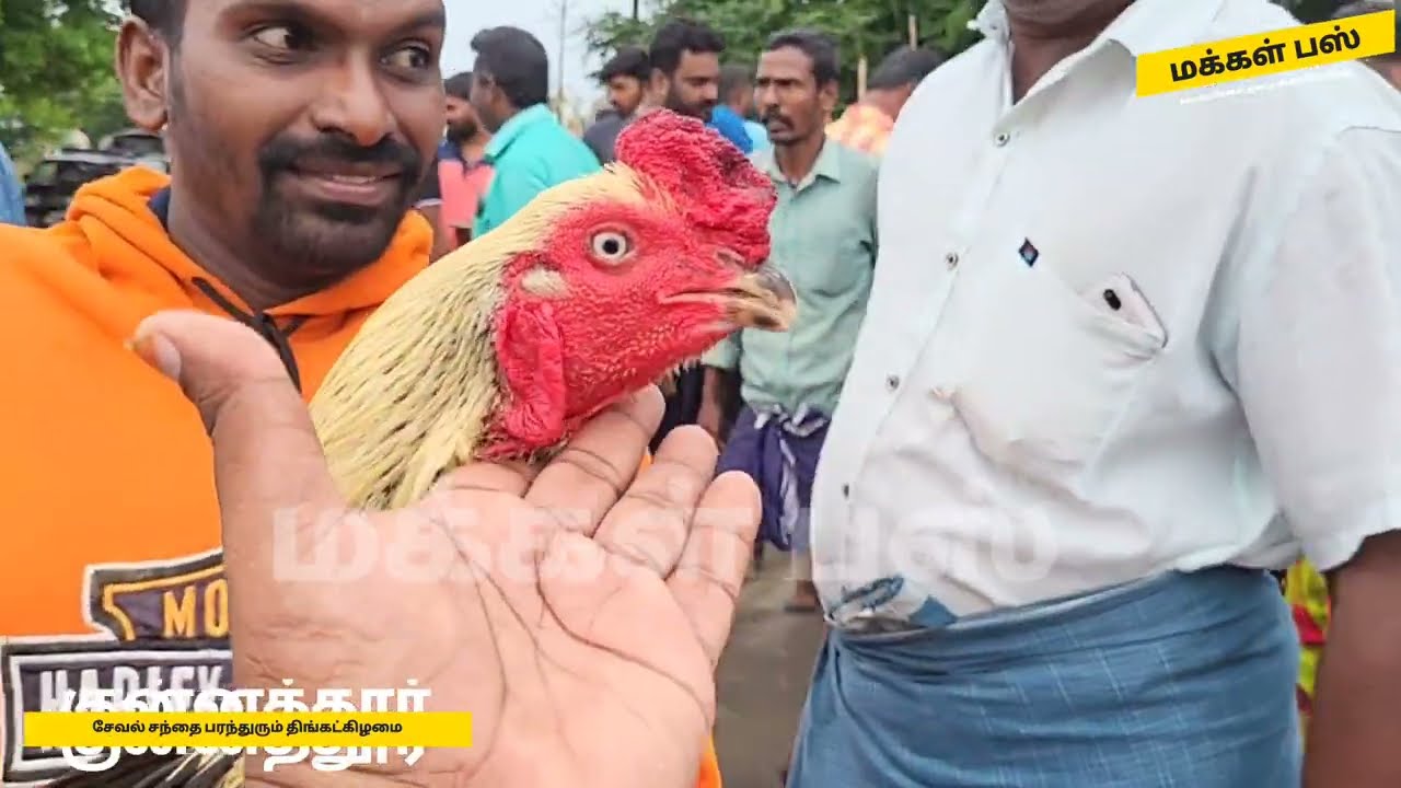 திருப்பூர் மாவட்டத்தை கலக்கும் குன்னத்தூர் சேவல் சந்தை வாரந்தோறும் திங்கட்கிழமை #குன்னத்தூர்
