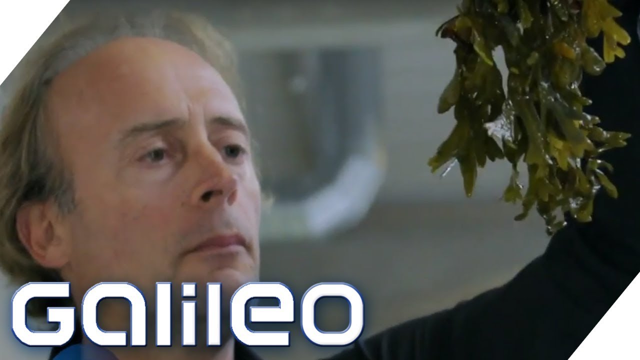 Algen: Alles Wissenswert rund um das Super-Food | Galileo | ProSieben