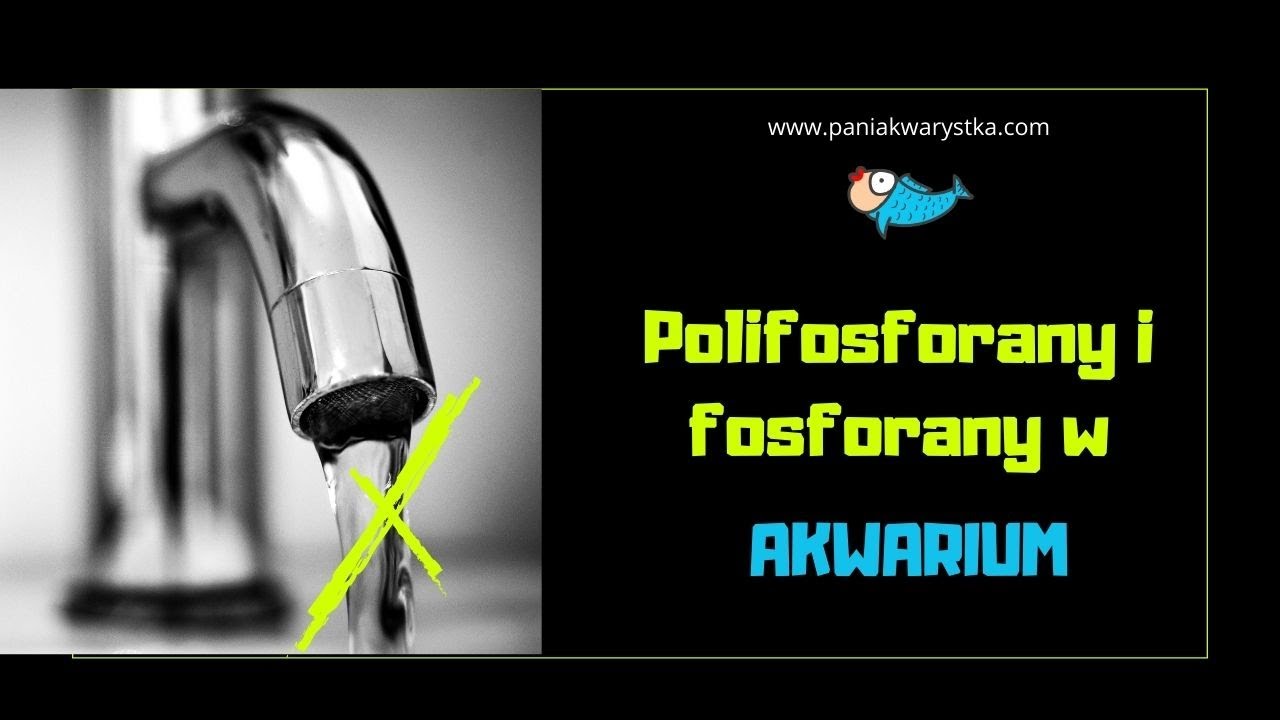 Polifosforany i #fosforany w #akwarium | Pani Akwarystka