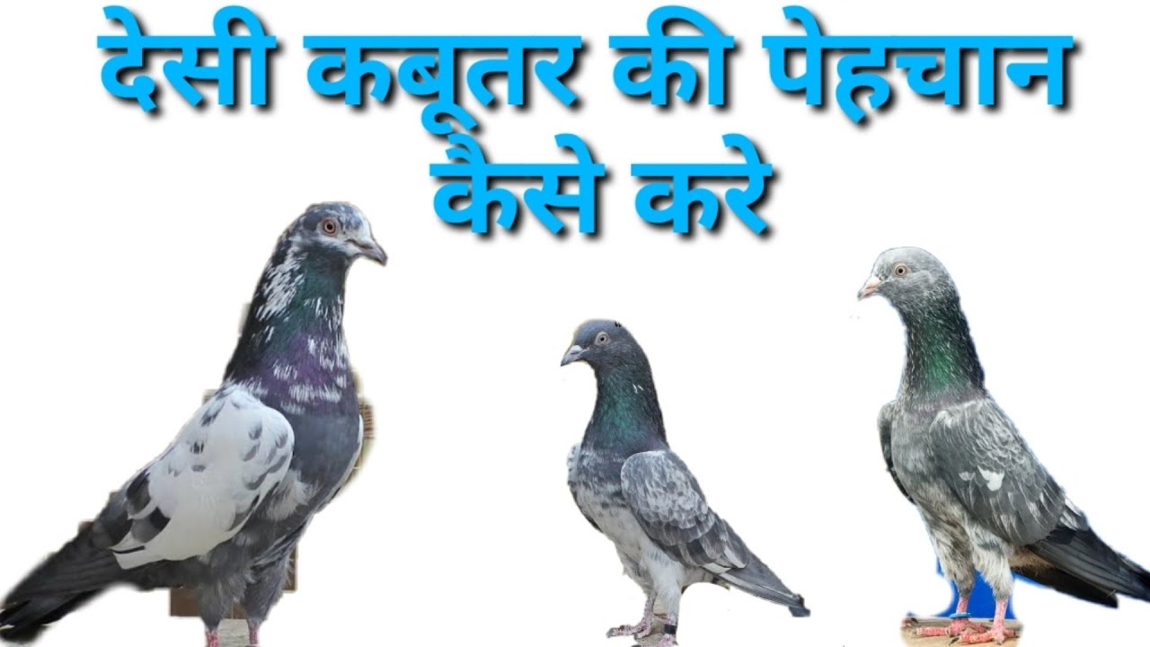 Desi kabutar ki pehchan kese kre..!