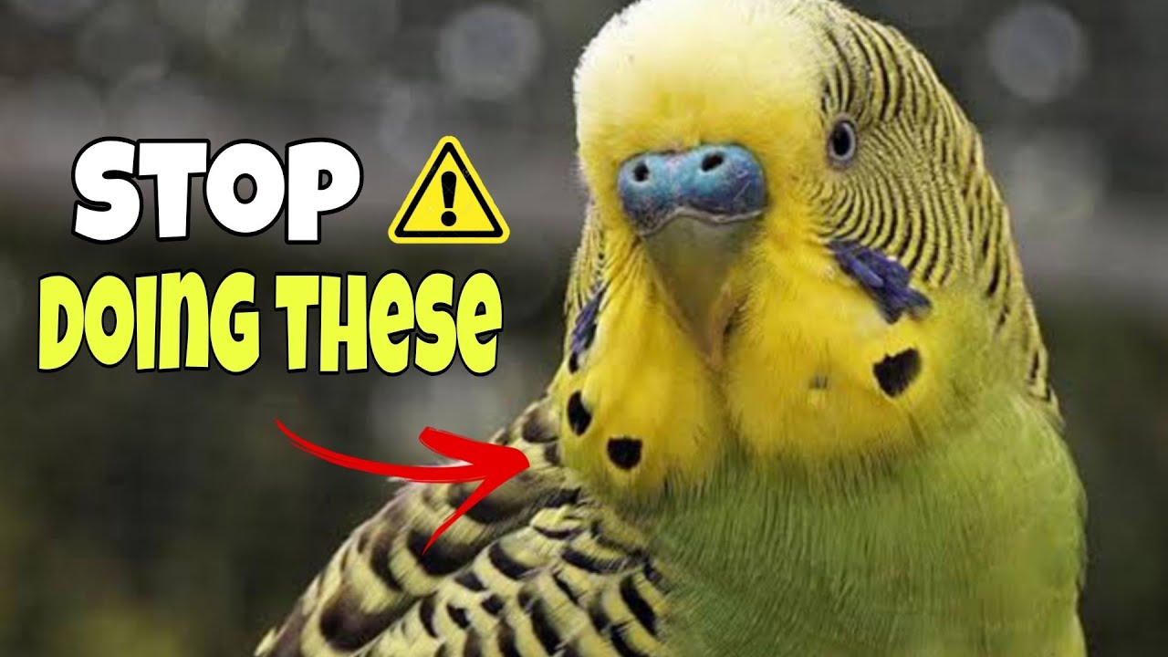 10 Things You're Doing That Your Bird HATES! ( Stop These Now )
