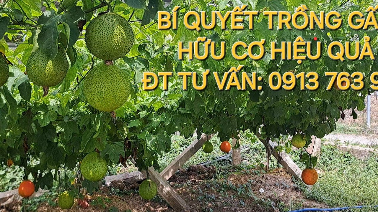 PHẦN 4: BÍ QUYẾT TRỒNG GẤC HỮU CƠ HIỆU QUẢ BẰNG SẢN PHẨM NGUỒN GỐC HỮU CƠ VÀ CÔNG NGHỆ SINH HỌC