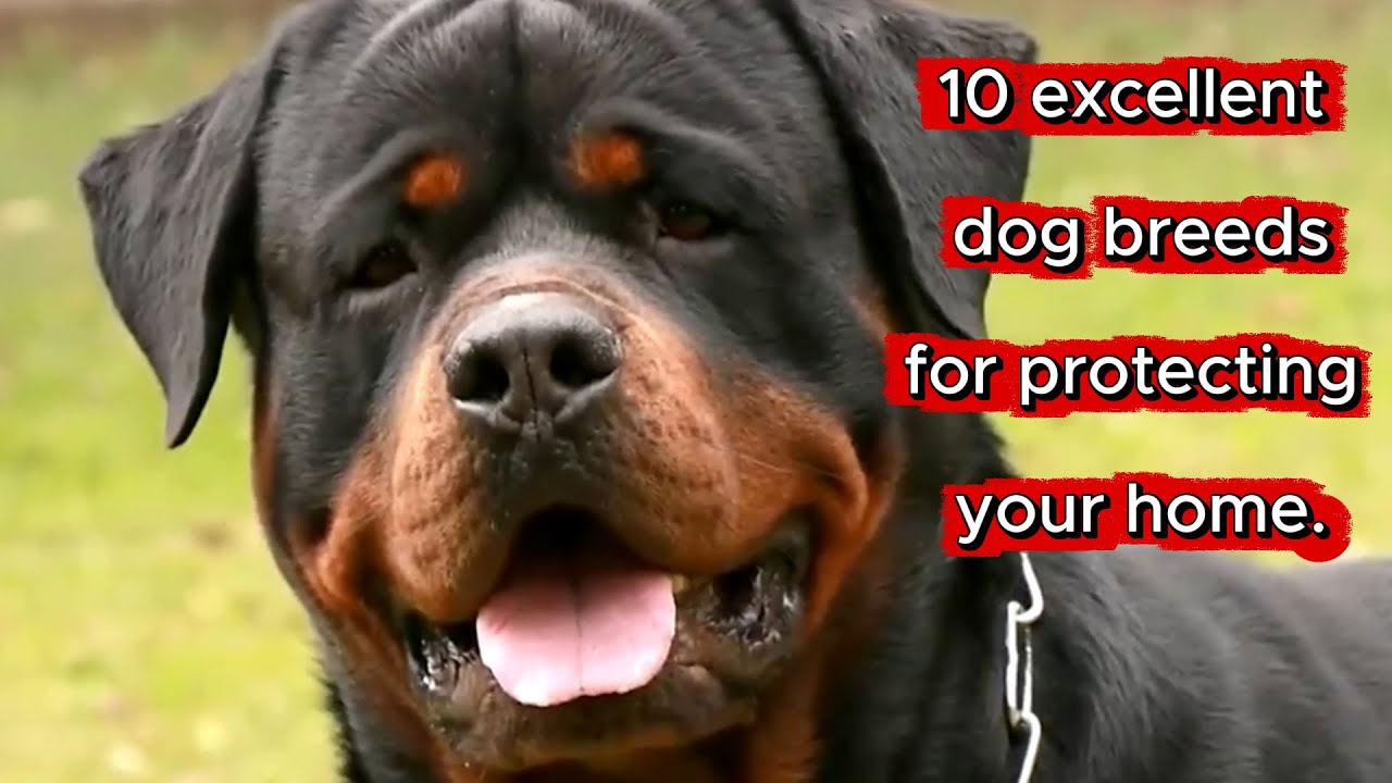10 excellent dog breeds for protecting your home.