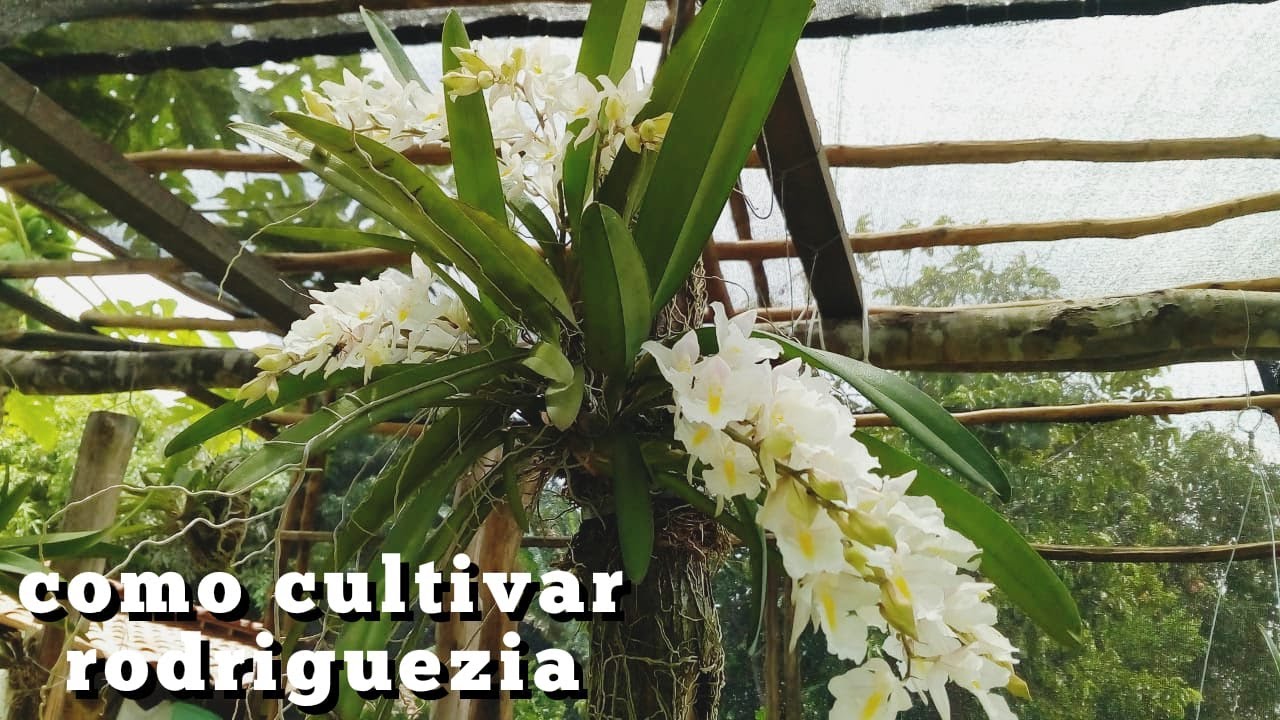 como cultivar rodriguezia.