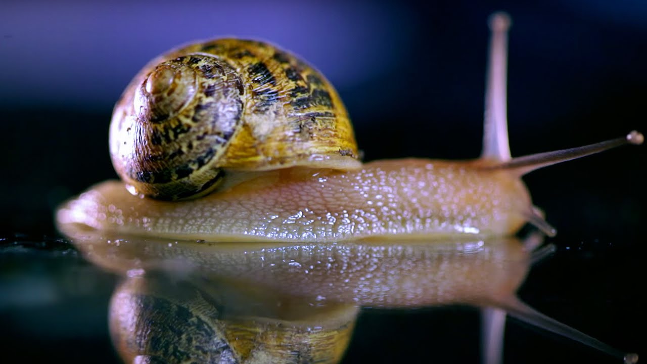 How does a Snail SOUND when Feeding? | Earth Science
