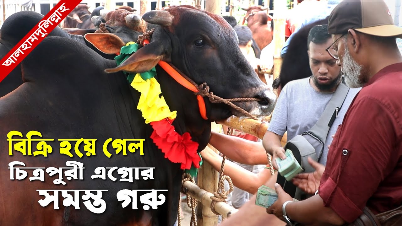 1184- আলহামদুলিল্লাহ, চিত্রপুরী এগ্রোর সকল গরু বিক্রি শেষ। Qurbani Cow Price Chitrapuri Krishichitra