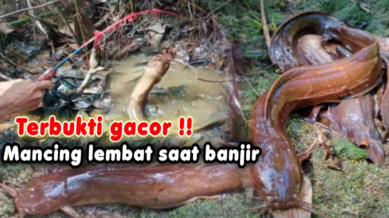 GACOR !! Mancing lembat besar di hutan saat banjir, berhasil di selamatkan