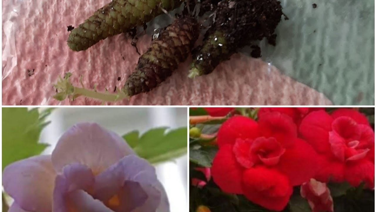 Açhimenes çiçeği rizom ekimi nasıl yapılır. #Açhimenes#Rizom