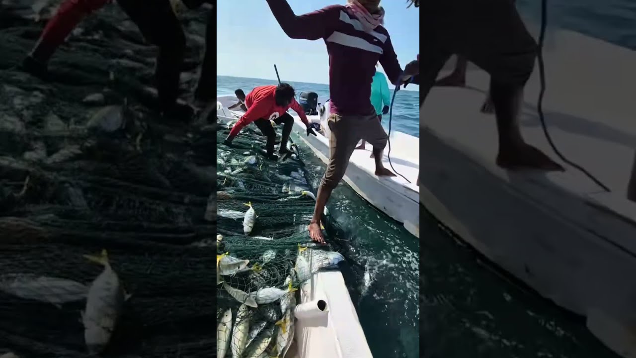 شاهد صيد كمية الاسماك كبير في شبكة في البحر 