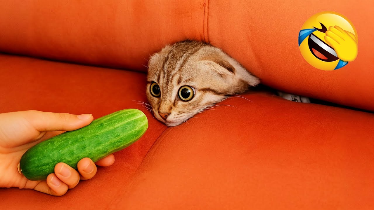 Попробуй не смеяться 😂 Самые смешные кошки и собаки на свете 😹🐶 Часть 6