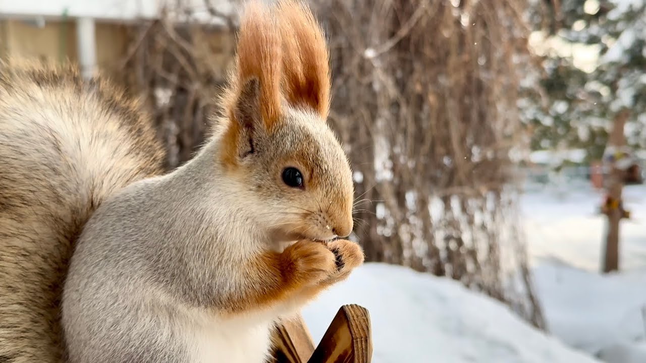 Delicious lunch with pine nuts.