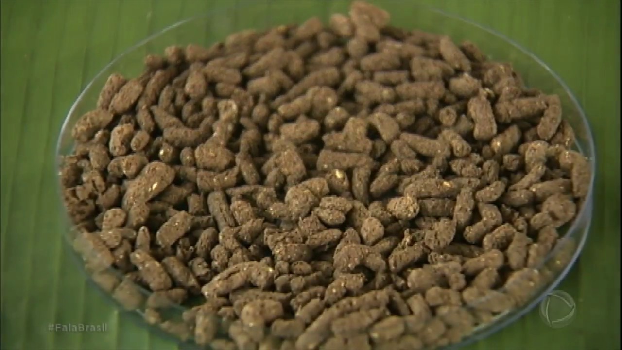 Ração de bananeira ajuda na criação do tambaqui