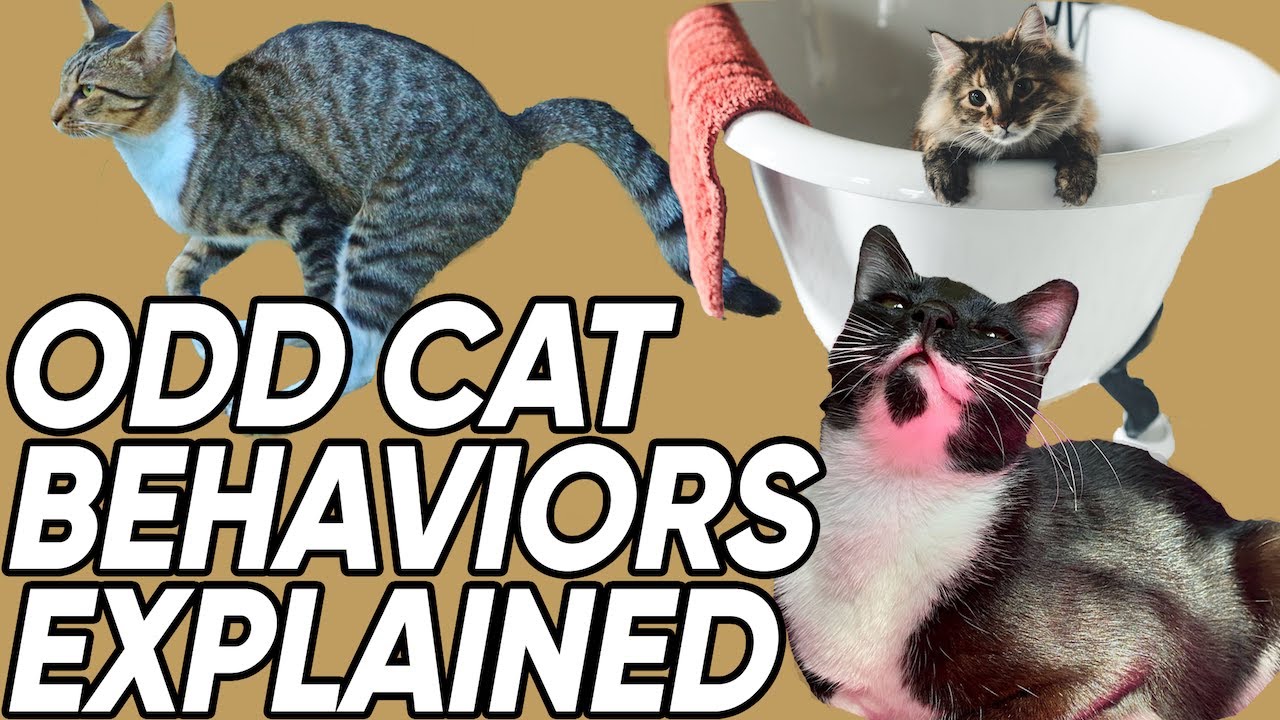 Why Your Cat Sleeps on Your Head and Other Odd Behaviors Explained