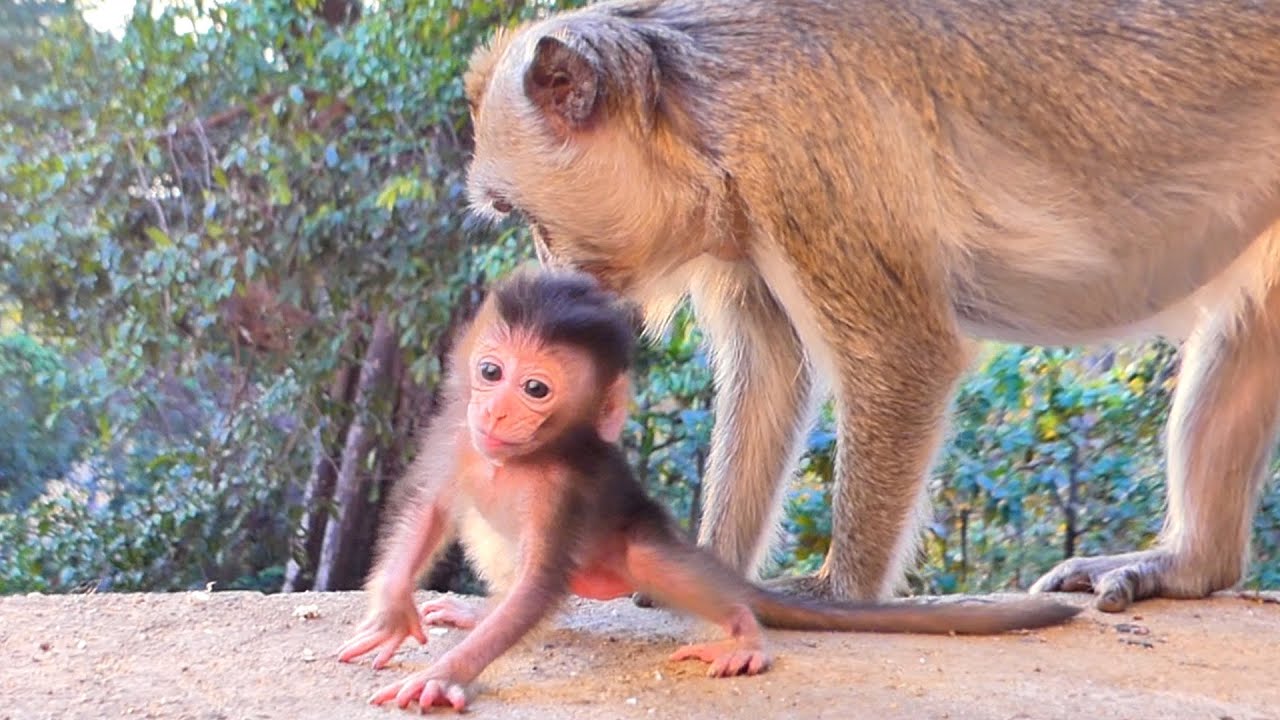 Baby MANDRA Joyfully Learns to Walk with Gentle Care | Sweet Growing Moment 🐒💛