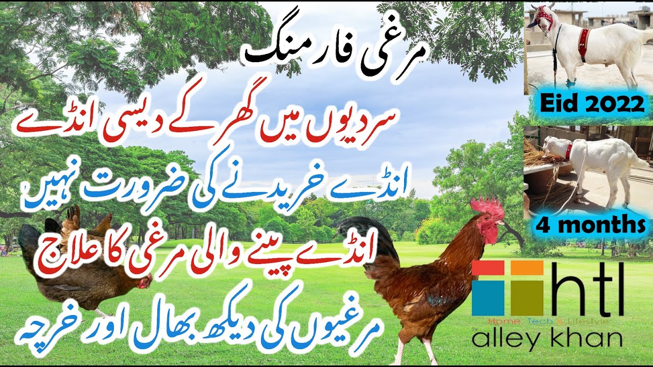 DESI ANDAY|MURGI PALNE K FAYDE|CHHAT PAR MURGI|ROOFTOP CHICKEN|ROOFTOP GOATS|MISRI|AUSTRALIAN|BARKA