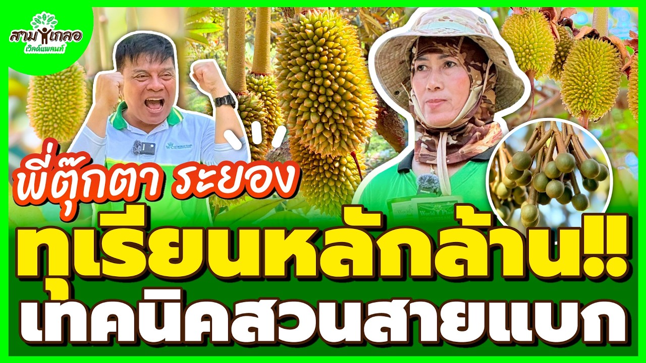 สามเกลอเวิลด์แพลนท์ เปลี่ยนจากเคมีมาอินทรีย์ รายได้มากขึ้นทุกปี ทุเรียนสายแบกของ พี่ตุ๊กตา ระยอง
