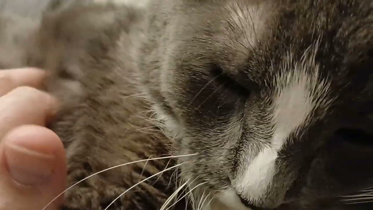 Kitty chewing on my phone where the camera is on the bed
