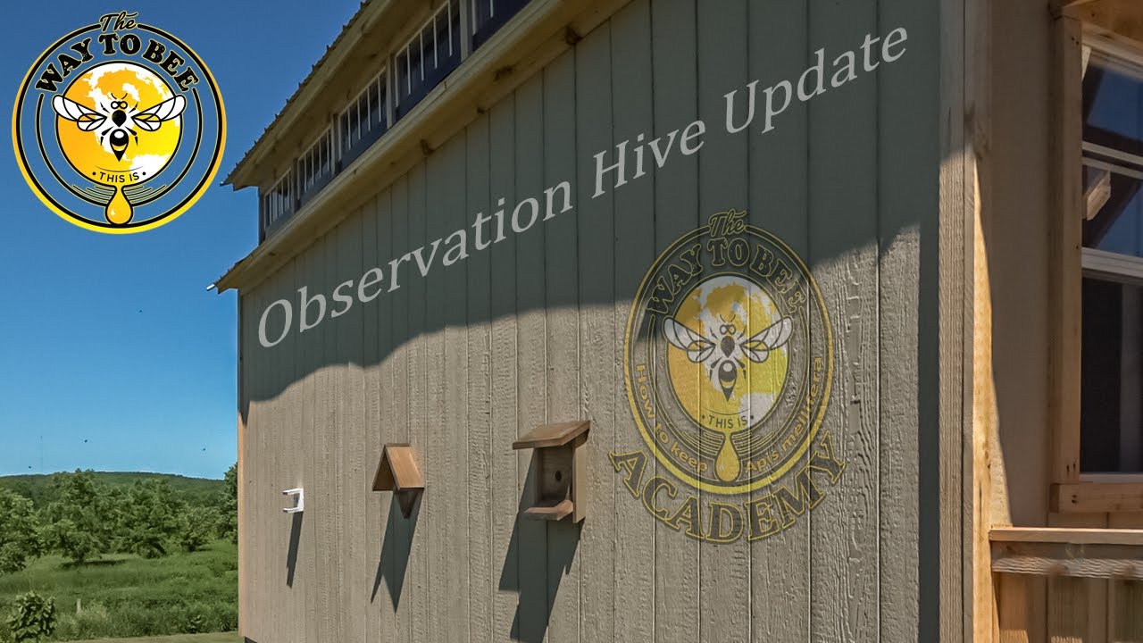 Observation Bee Hive Update, Honey Bees are settling in nicely, queen spotted and more details.