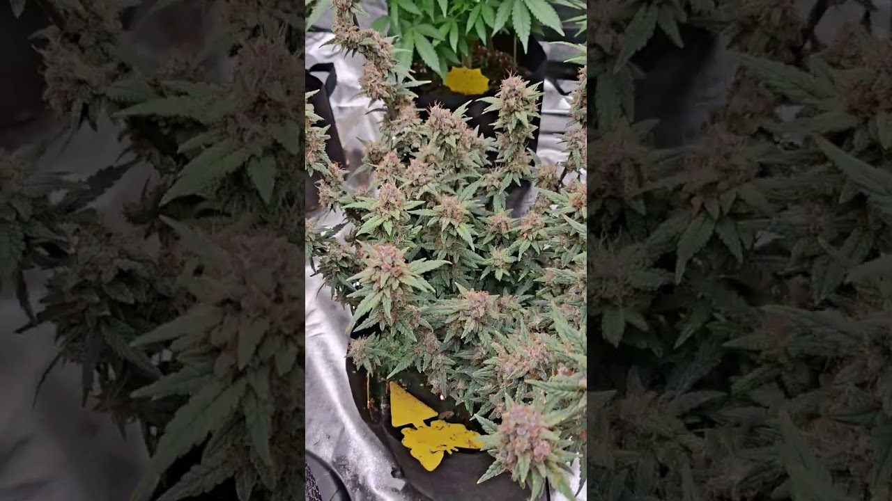 Amazing Growth My Biggest Autoflowers Yet: Mastering the Veg Stage! Fastbuds