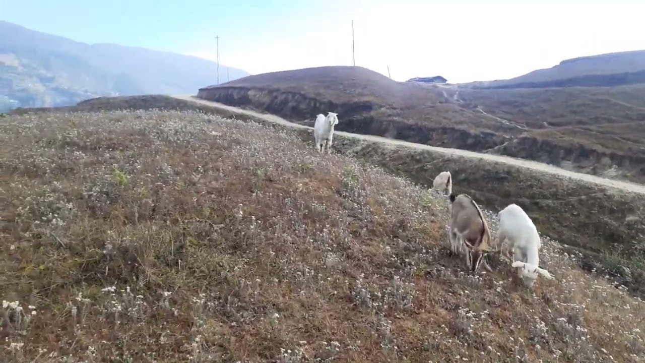 Nepali veda ( Sheep) in Himalayas.