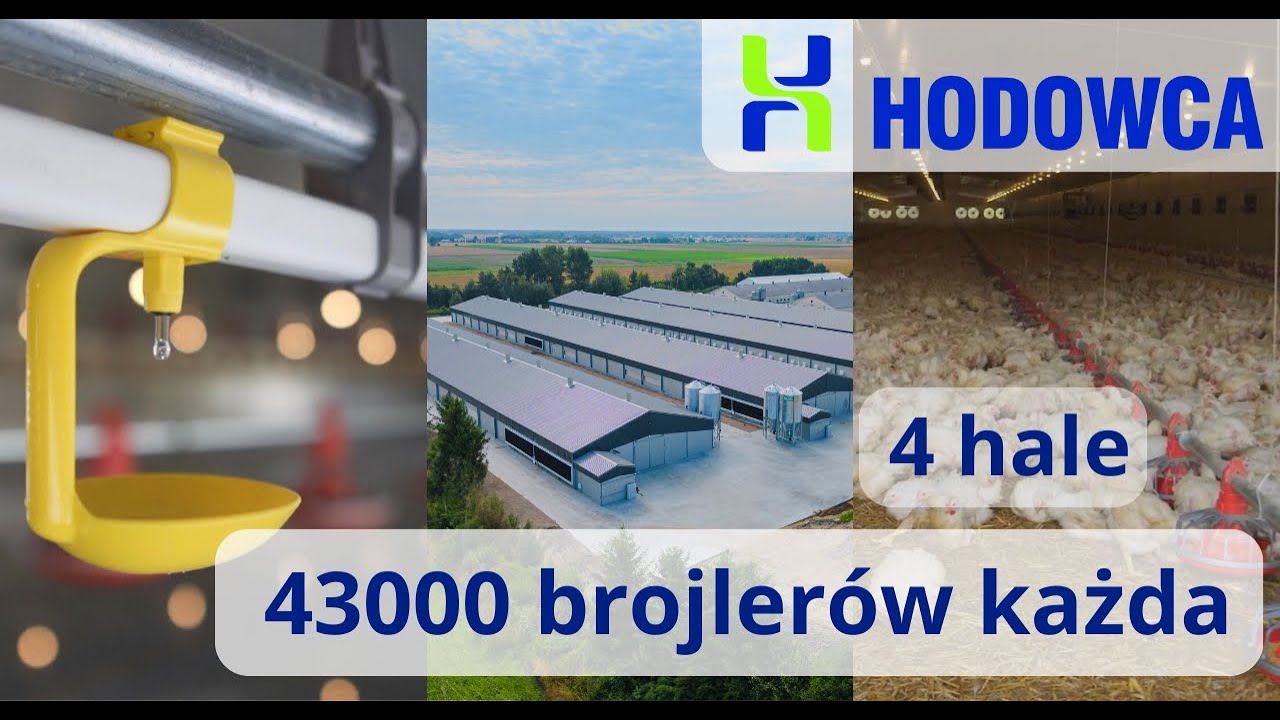 Ferma drobiu, 4 hale, 172 tysiące brojlerów, woj. podlaskie, wyposażenie i montaż - firma Hodowca.