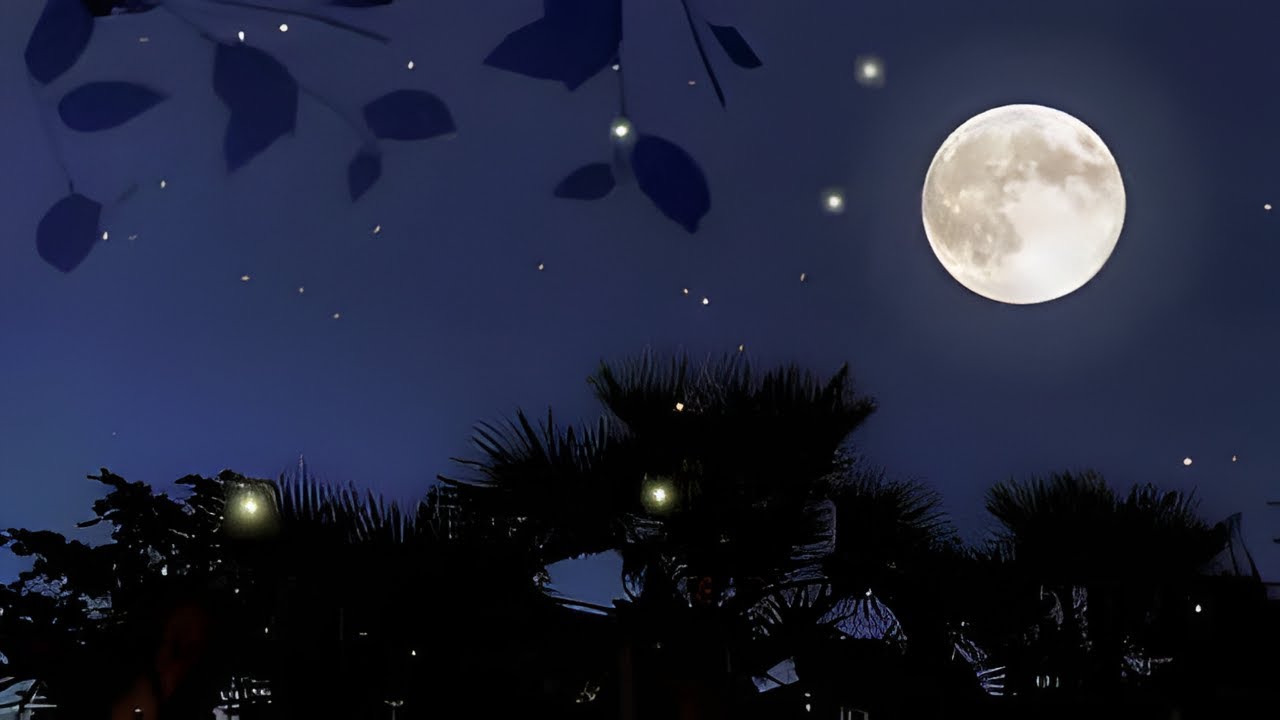 Soothing forest sounds at night - the sound of crickets in the moonlight