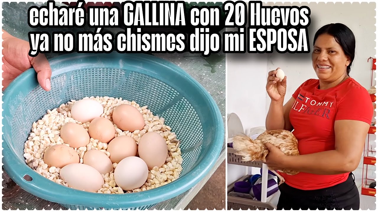 alto a todas las cosas MALAS dijo mi ESPOSA mejor a criar más pollos😔