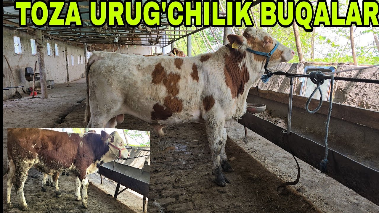 Bahrom akadan bugun smental buqalarni urug'boplaridan oling 8 апреля 2026 г.