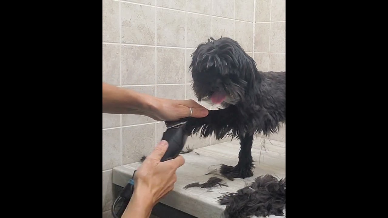 Shih-Tzu X full groom, fidgety with paws, medium length, dog grooming without restraints