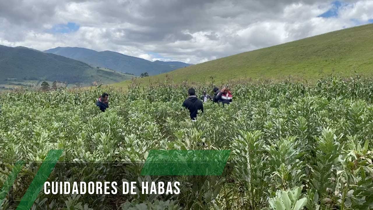 Cuidadores de Habas - TvAgro por Juan Gonzalo Angel Restrepo