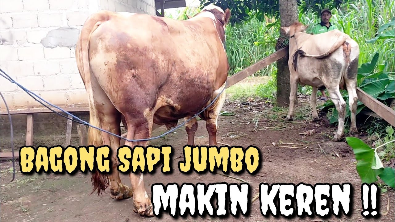 Bagong sapi jumbo makin keren
