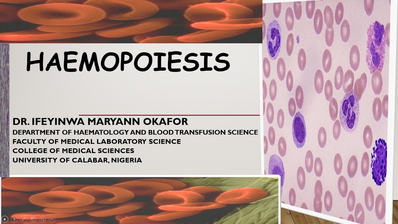 HAEMOPOIESIS (HAEMATOPOIESIS)