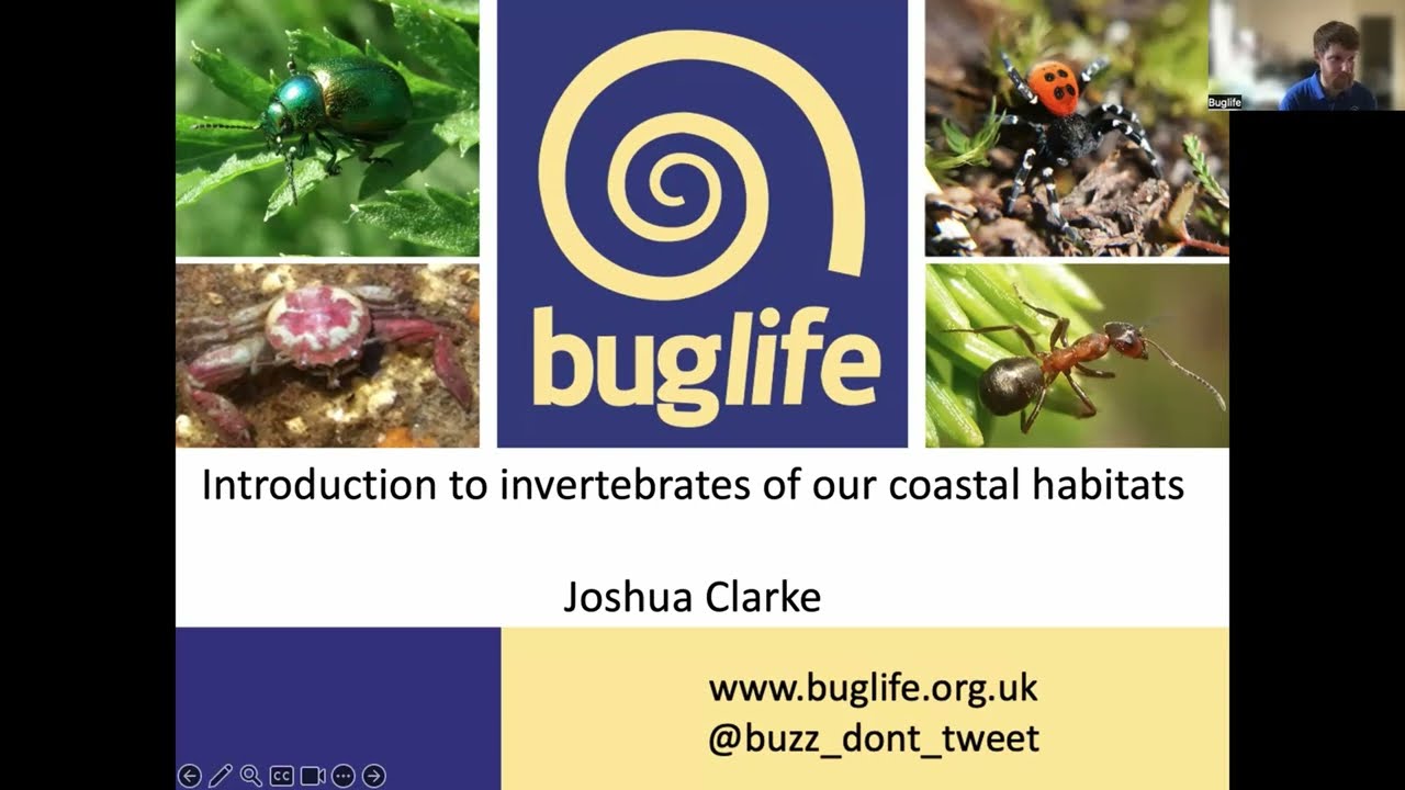 Introduction To Invertebrates Of Our Coastal Habitats