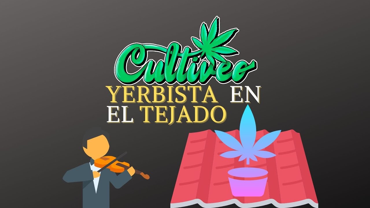 CULTIVEO YERBISTA EN EL TEJADO