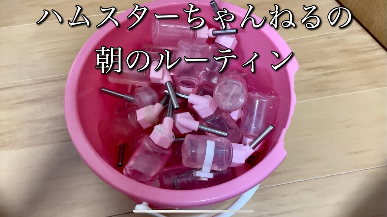 【ルーティン】ハムスター多頭飼いの飼い主の日常　朝編