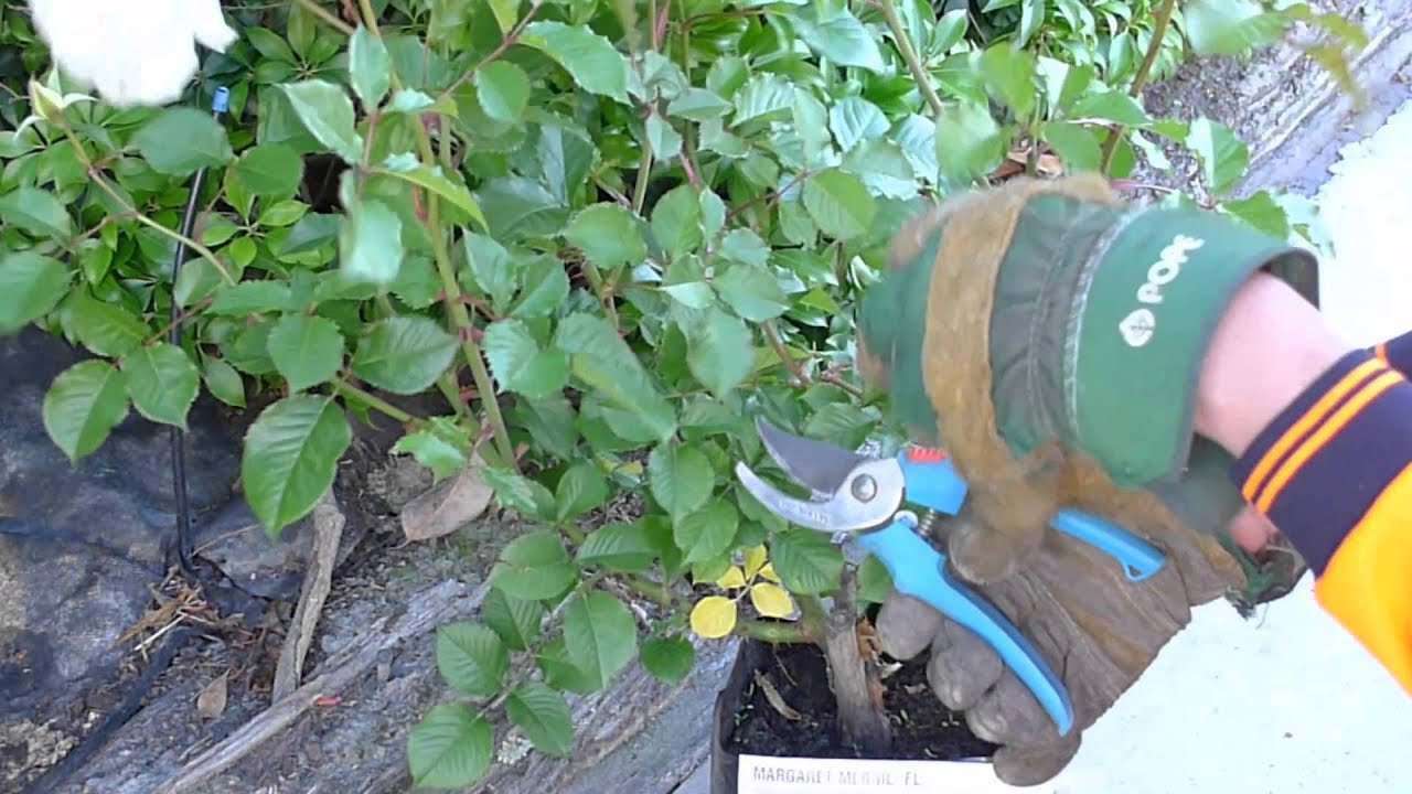 玫瑰系列之 修剪