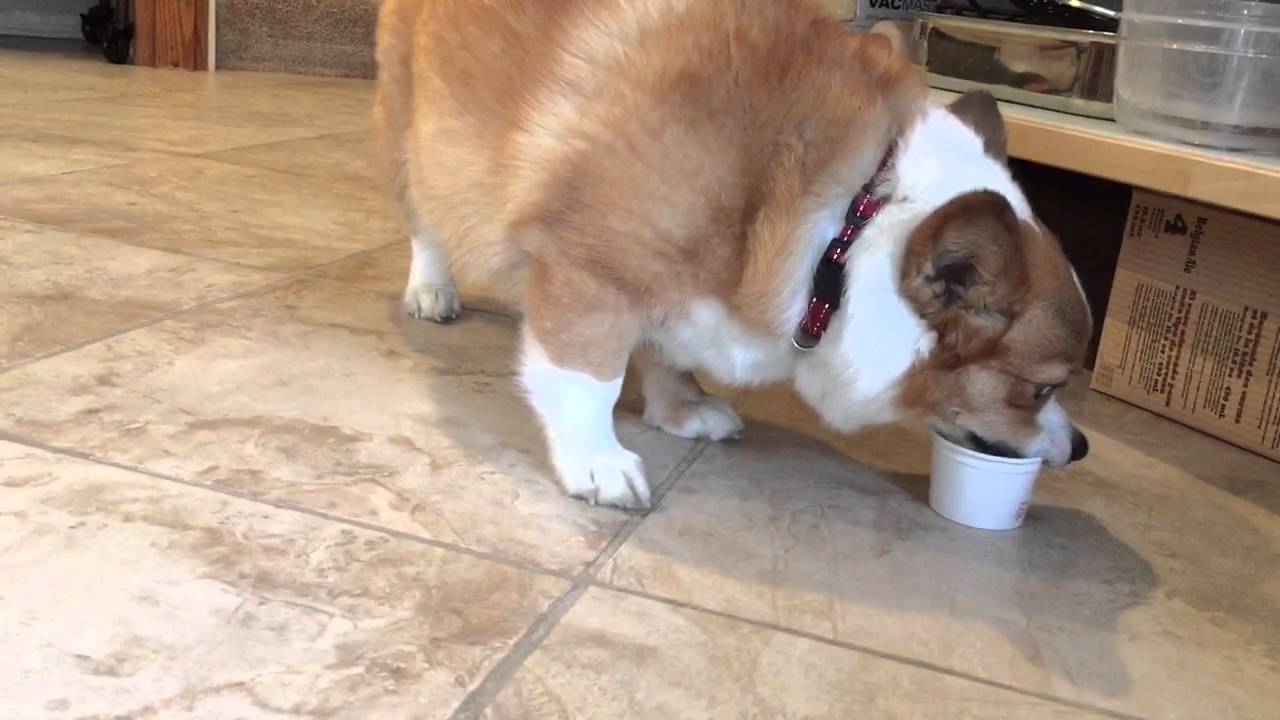 May eating frosty paws
