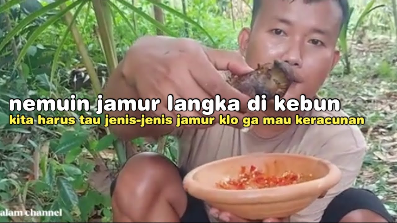 MENEMUKAN JAMUR LANGKA SAAT NGEBOLANG HARUS TAU JENIS JAMUR KLO GA MAU KERACUNAN