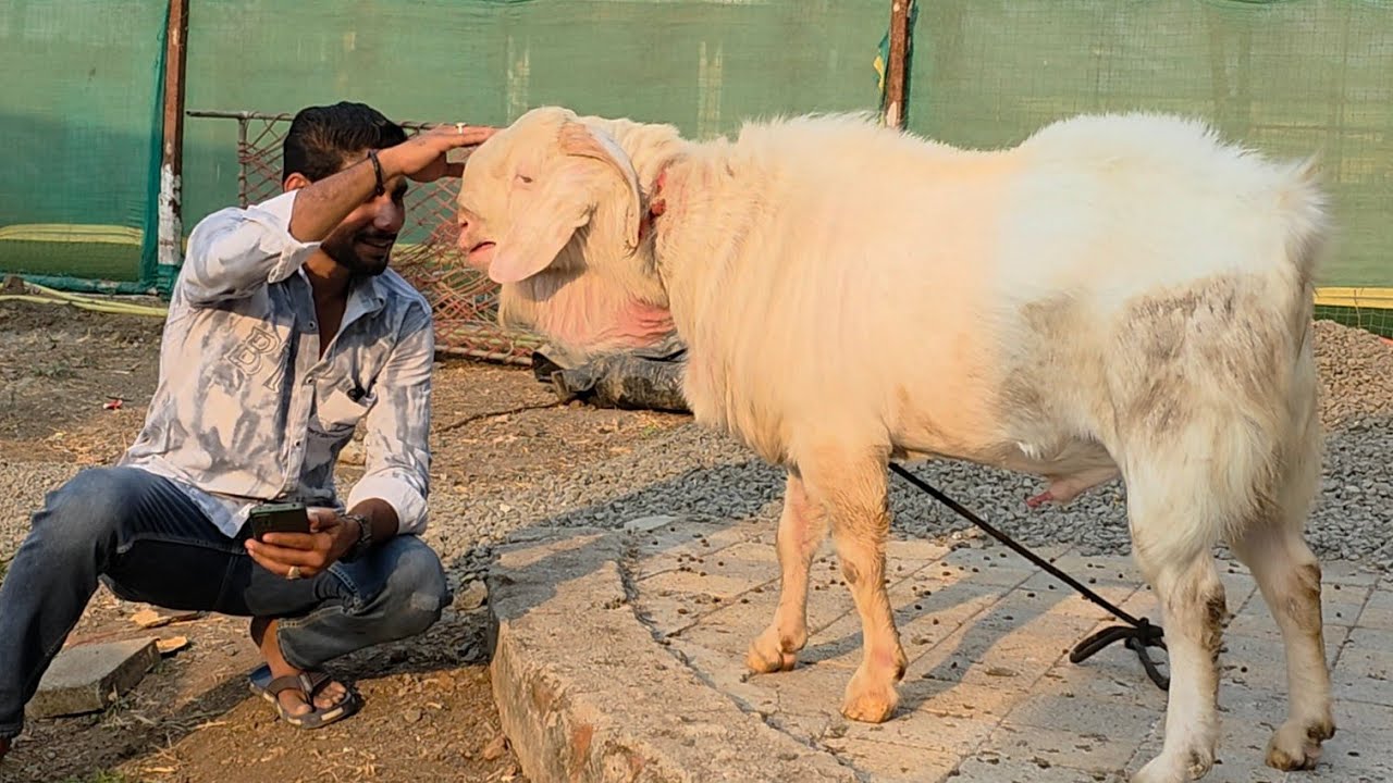 Dora Pe Kaise Horahi Hai Bakro Ki Nasal Change | Palai Main Result Chahiye Baaton Se Kaam Nahi Hoga.