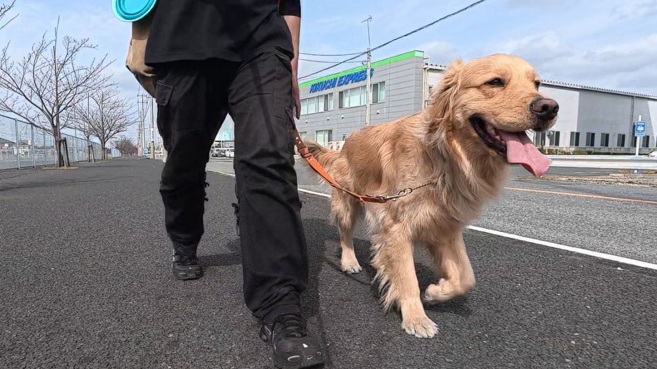 懐かしい気持ちと思い出を。皆さんもありましたか？【Golden Retriever japan】