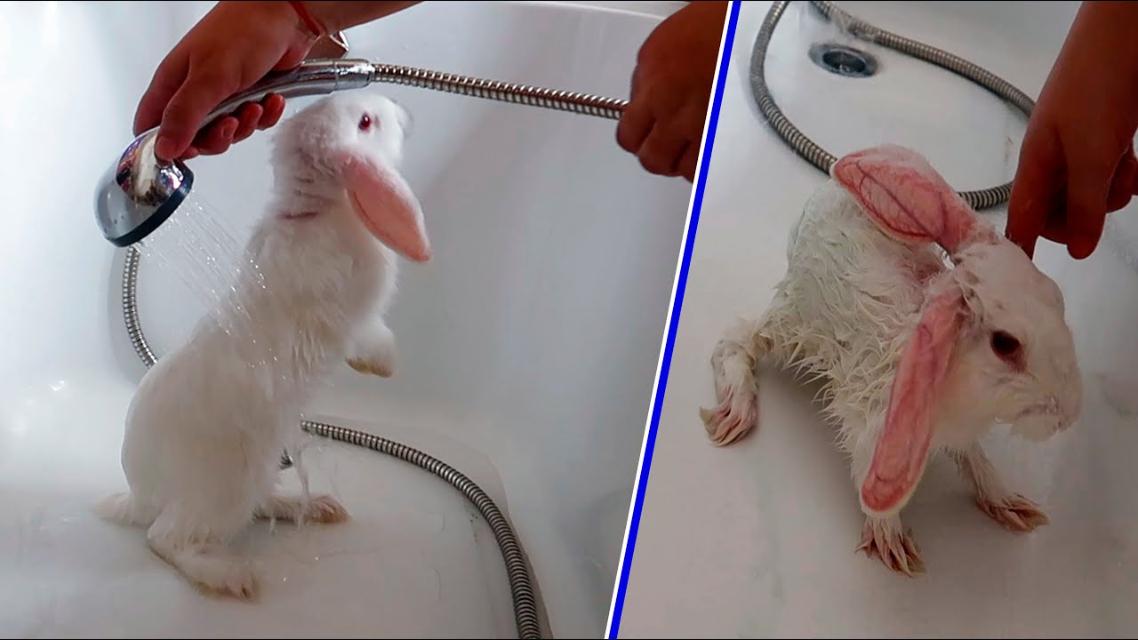 PRIMA BĂIȚĂ a Iepurașului nostru 🐰😍