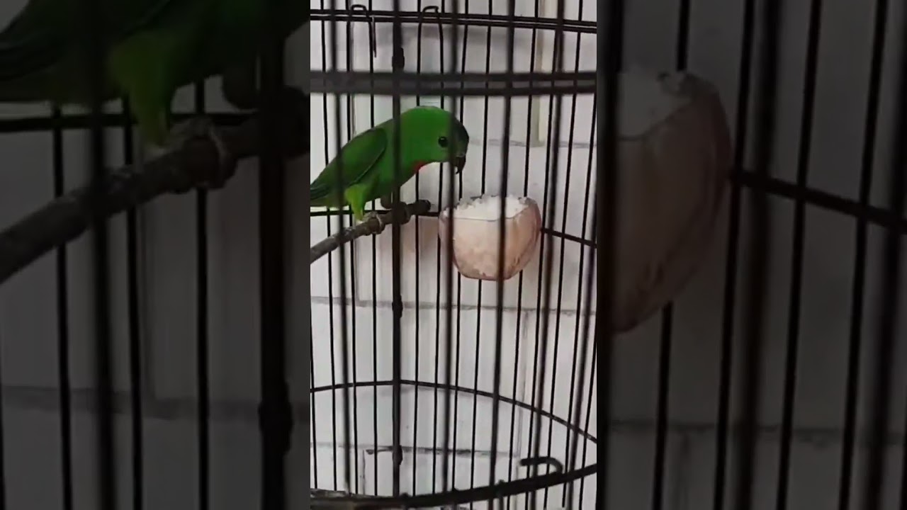 Burung  Serindit Makan Nasi 