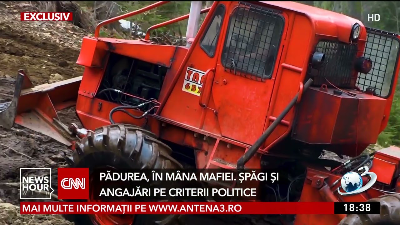 Pădurea, în mâna mafiei. Un post de pădurar costă și 40.000 de euro