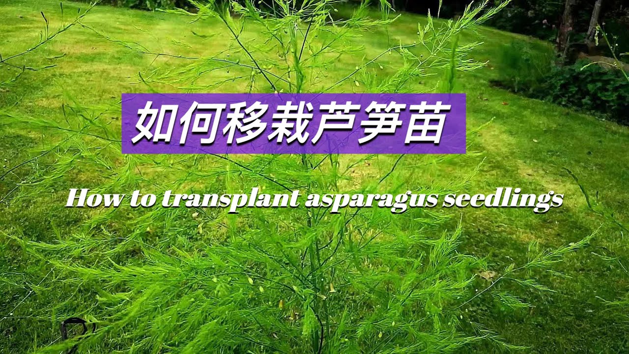 如何移栽芦笋苗 How to transplant asparagus seedlings 从种子培育芦笋苗,移栽后收获十几年,最经济的芦笋种植法.抗癌蔬菜 是最值得付出努力种植的蔬菜.