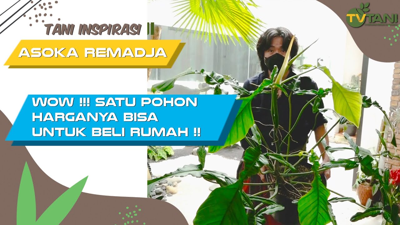 Surga Tanaman Hias Asoka Remadja - Wow ... Satu Pohon Seharga Rumah !!!
