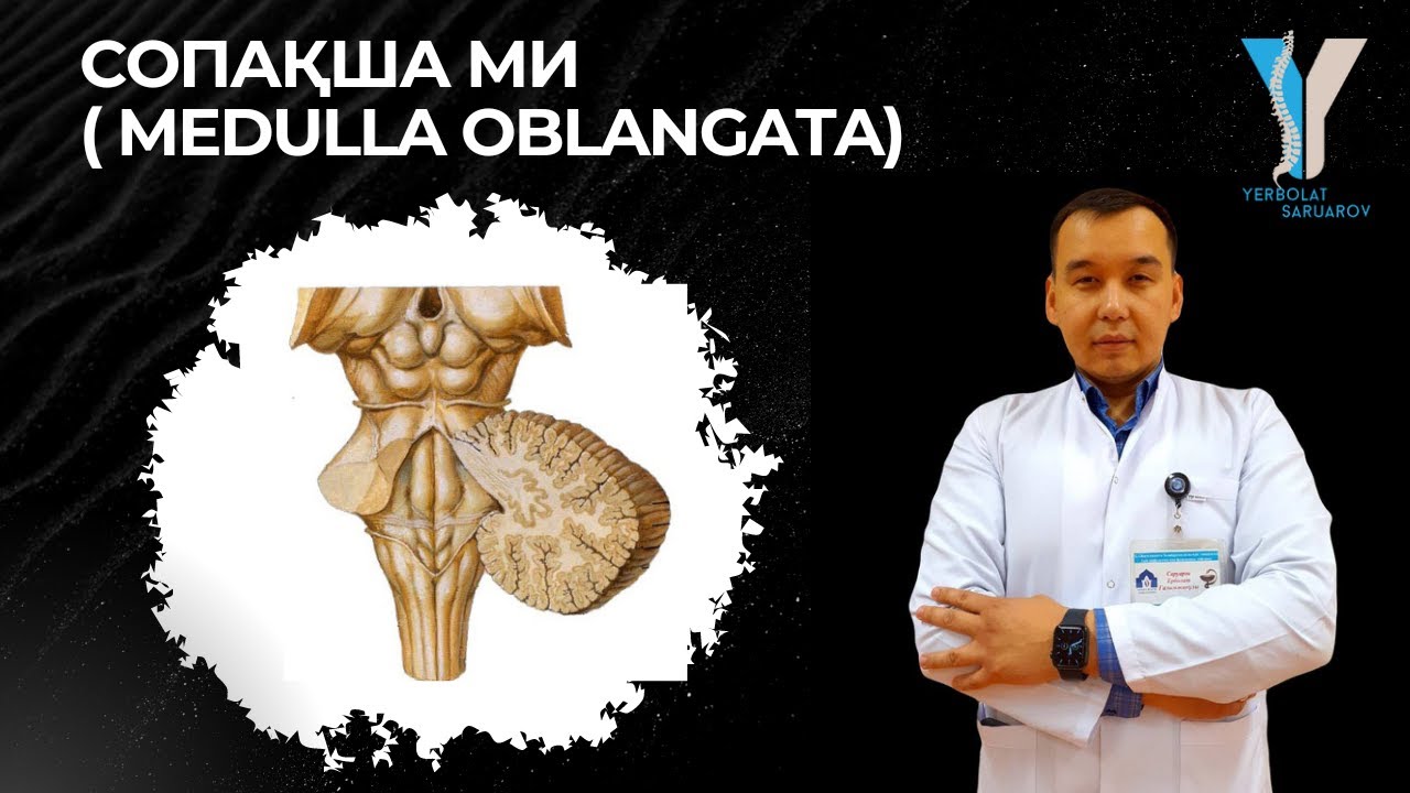 Сопақша ми (Medulla oblangata) - практикалық бөлім