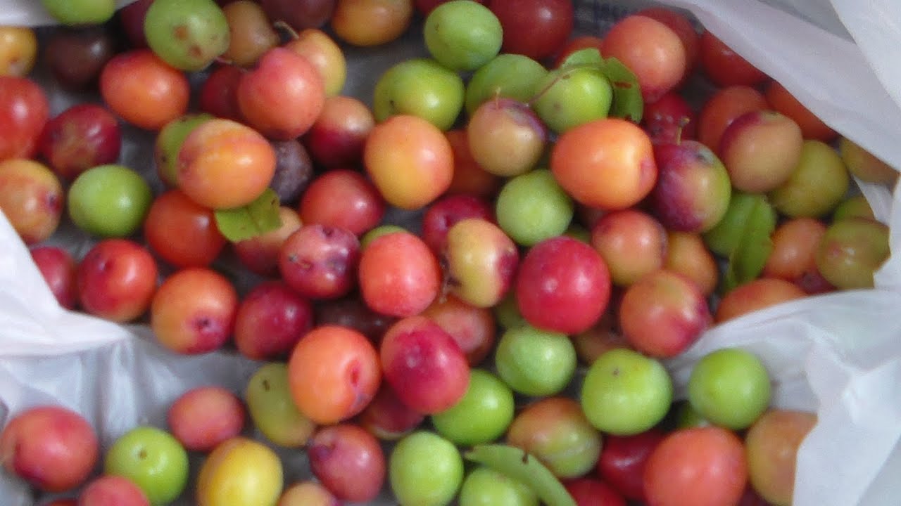 Texas Red Wild Plum Tree