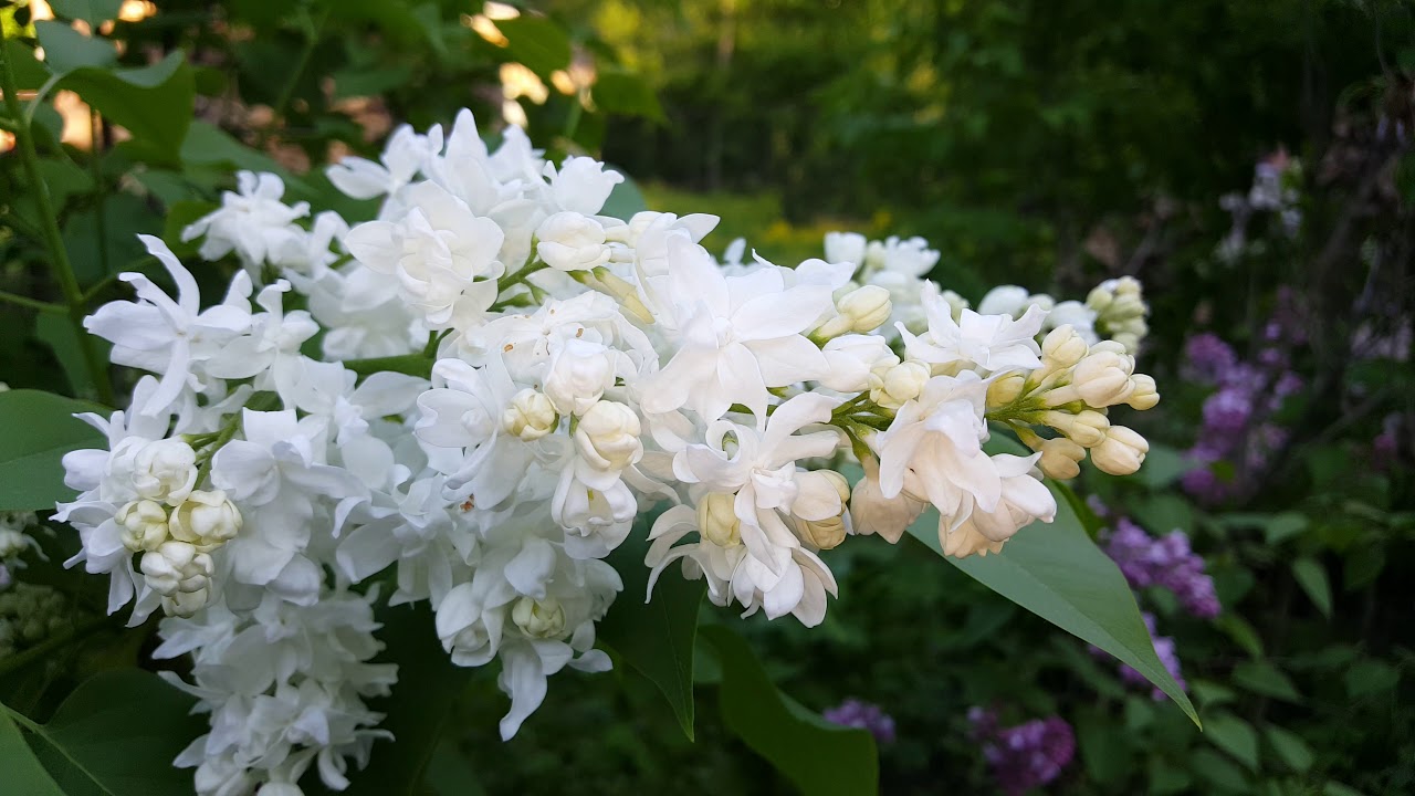20180516 181855