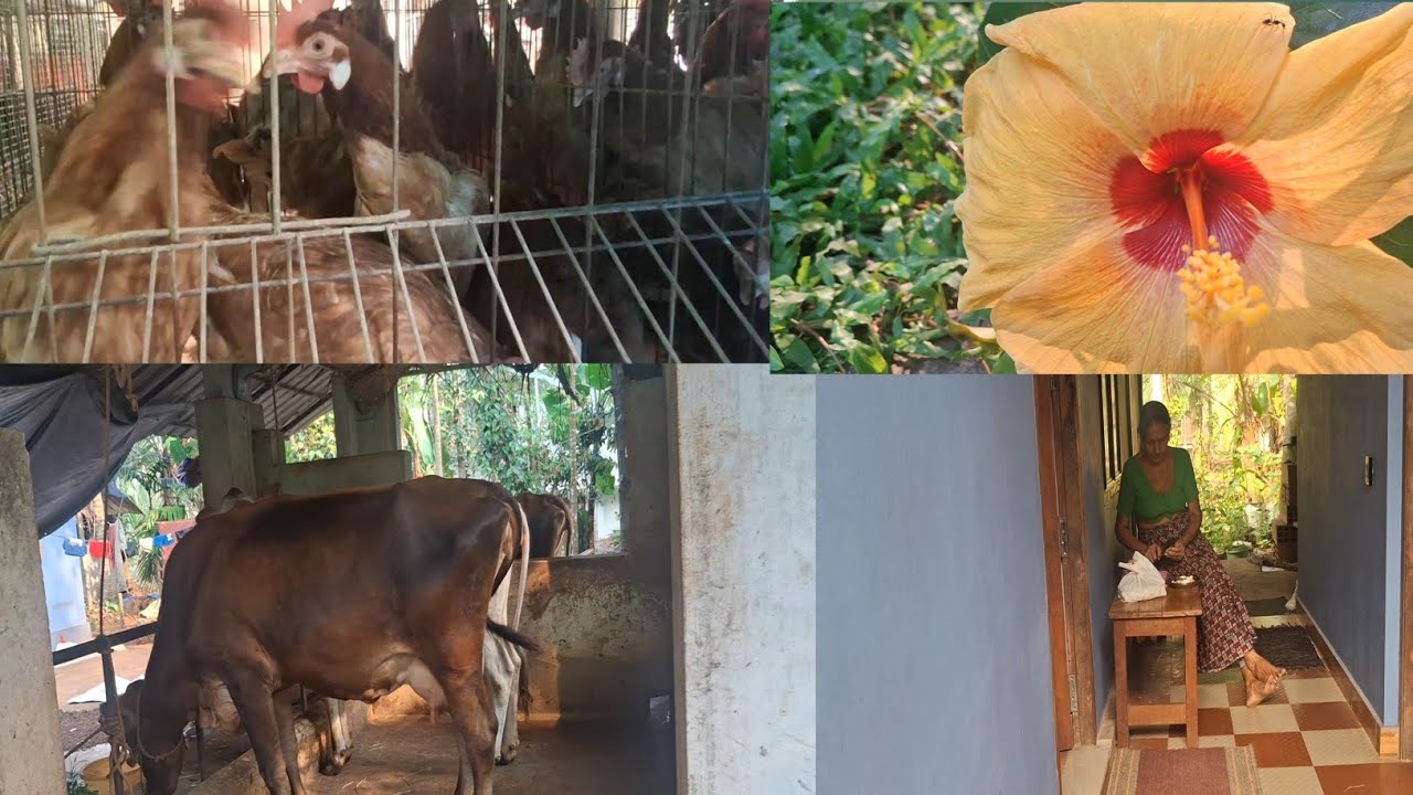 ഒരു നാട്ടു തനിമ പശുവും കോഴികളും ഒത്തിണങ്ങിയ ജീവിതതിലൂടെ #@Anusrevipin Anu# 